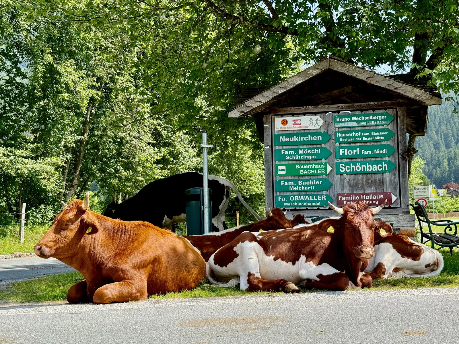 Cows resting in the shade